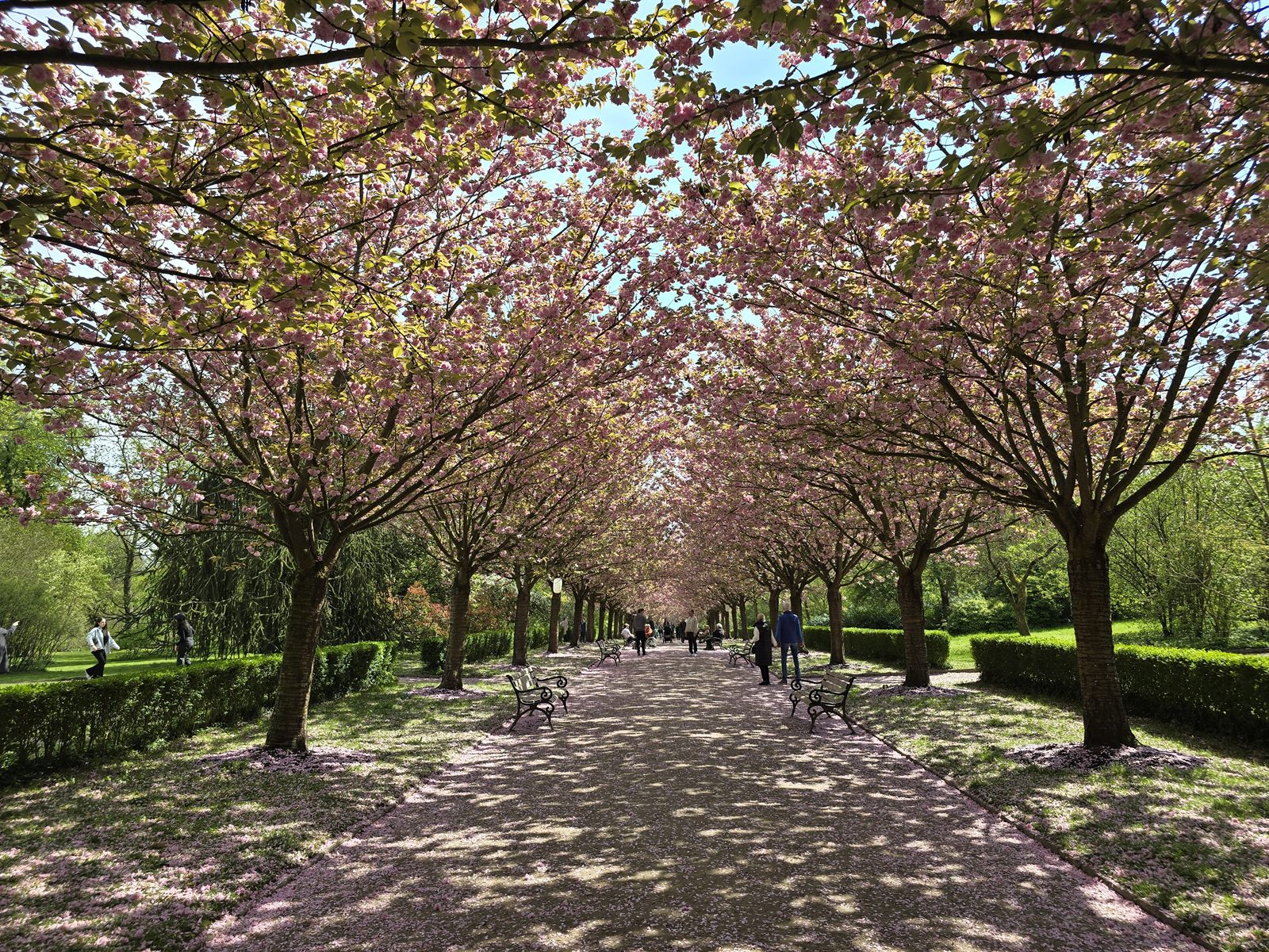Kirschblüten in Dorstfeld